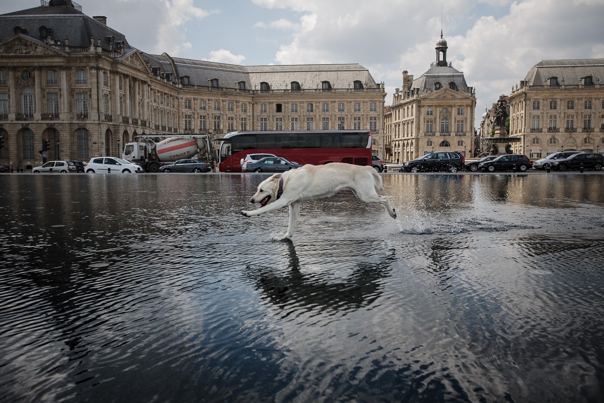 not a greyhound