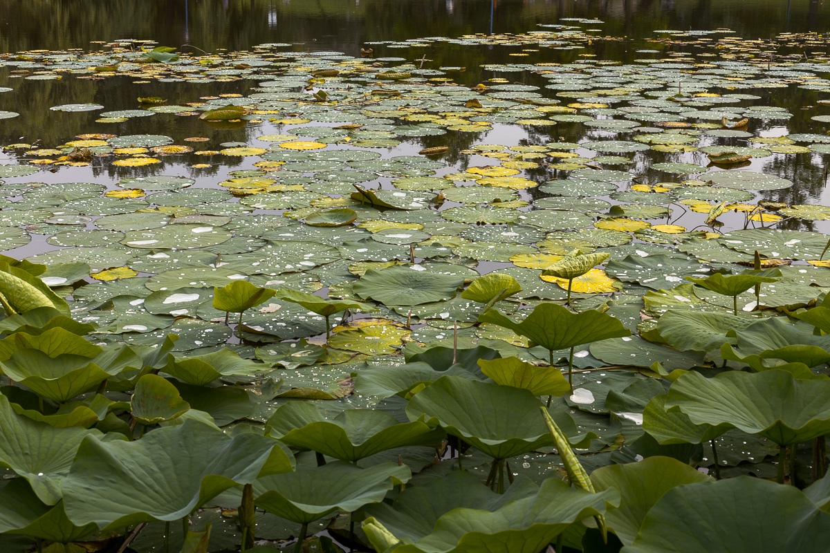 8607 water drops