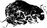 lascaux 2