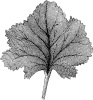 Leaf 16