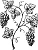botanical leaves