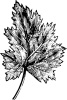 leaf 9