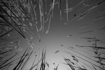 remember to look up